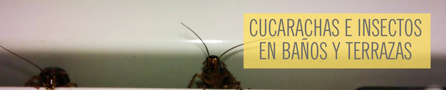 Problemas insecos y cucarachas en baños y terrazas