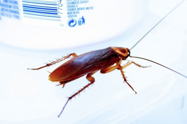 Solfless Válvulas anti-retorno cucarachas baño