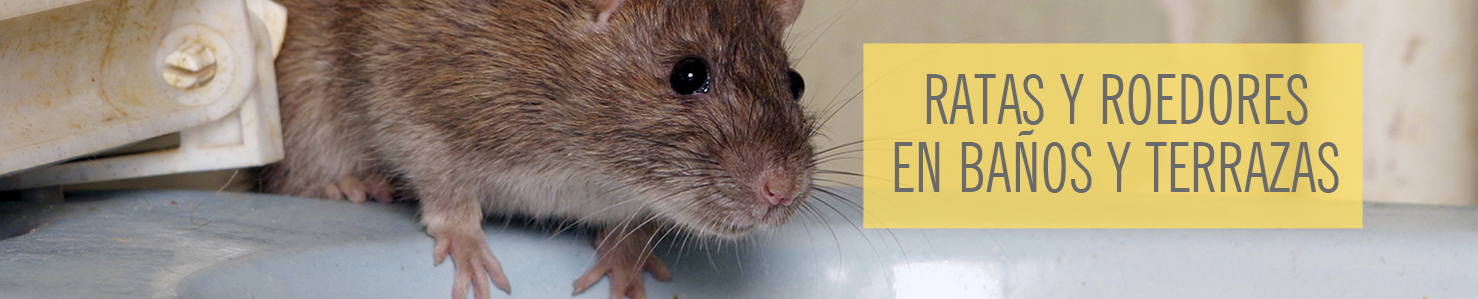 Problemas ratas y roedores en baños y terrazas